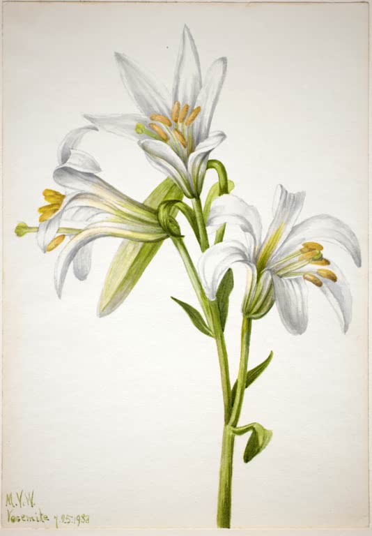 Mary Vaux Walcott Washington-Lilie Kunstkopie, drei weiße Lilienblüten am grünen Stängel