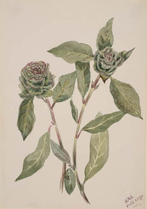Mary Vaux Walcott Weide Kunstkopie, Weidenzweige mit gezähnten Blättern und purpurgesäumten Rosetten