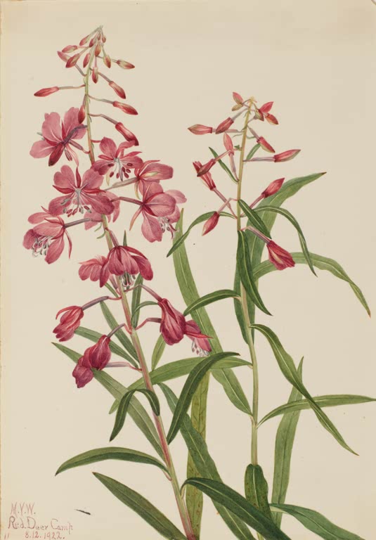 Mary Vaux Walcott Weidenröschen aus Red Deer Camp Kunstkopie, hohe Triebe mit rosa Blüten und roten Knospen