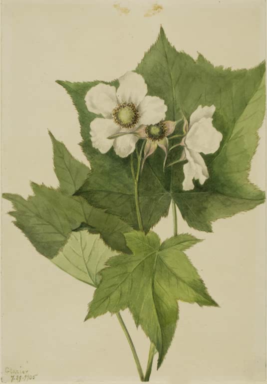 Mary Vaux Walcott Weißblütige Himbeere Kunstkopie, weiße Blüten vor großen, gelappten grünen Blättern