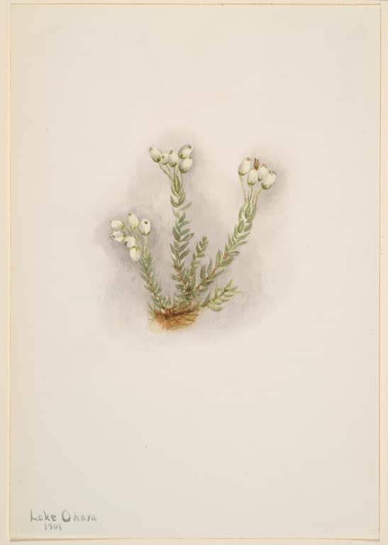 Mary Vaux Walcott Weiße Blauheide Kunstkopie, kleine weiße Glöckchenblüten an feinen Zweigen