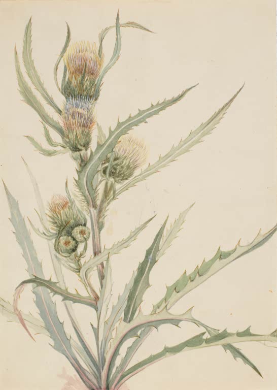 Mary Vaux Walcott Weiße Distel Kunstkopie, Distelpflanze mit blassen Blütenköpfen und stacheligen graugrünen Blättern