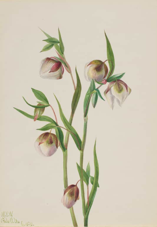 Mary Vaux Walcott Weiße Feenlaterne Kunstkopie, nickende weiße Blüten mit rosa Zeichnung an schlanken Stängeln