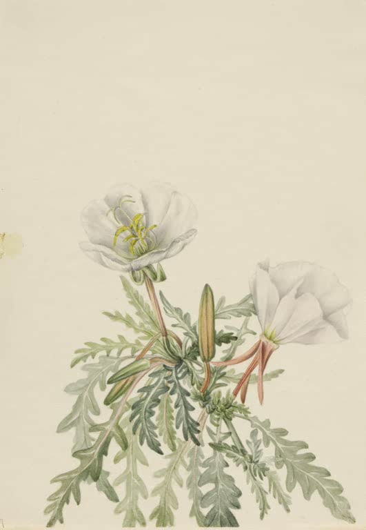 Mary Vaux Walcott Weiße Nachtkerze Kunstkopie, zwei weiße Blüten über silbrig gefiederten Blättern und rötlichen Stielen