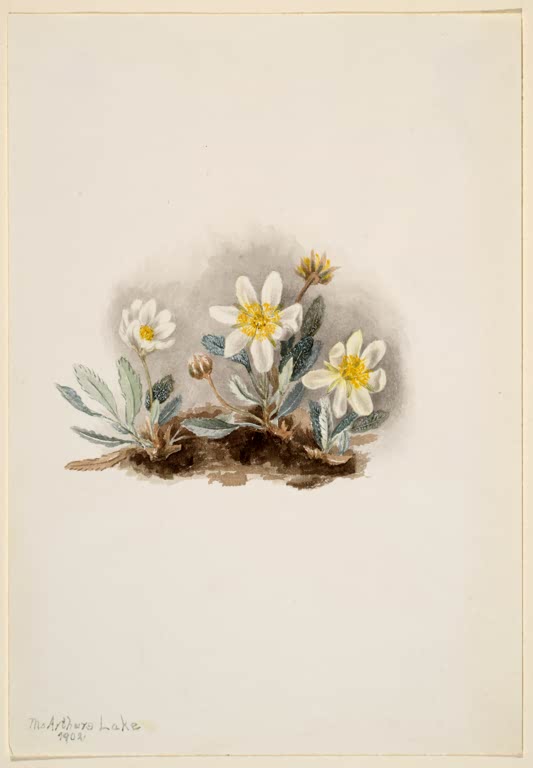 Mary Vaux Walcott Weiße Silberwurz Kunstkopie, weiße Blüten mit gelber Mitte und silbrig grüne Blätter auf Erdstreifen