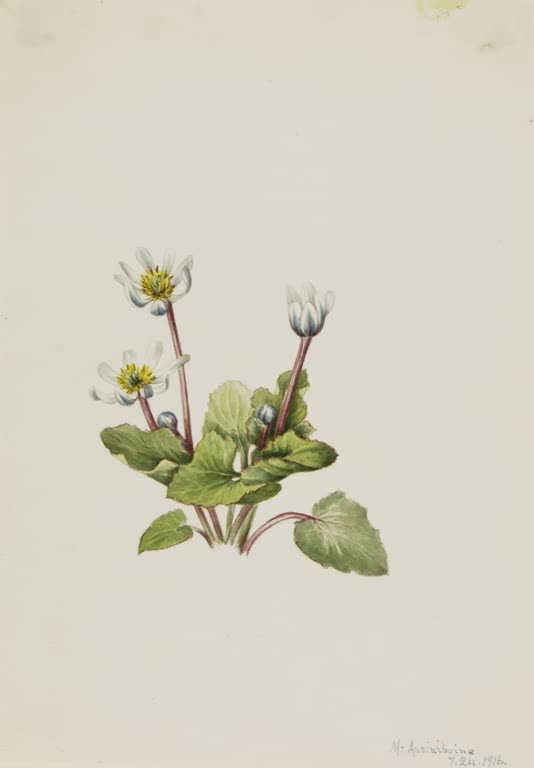 Mary Vaux Walcott Weiße Sumpfdotterblume Kunstkopie, weiße Blüten mit gelbem Staubblattkranz auf rötlichen Stielen