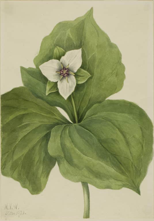 Mary Vaux Walcott Weiße Waldlilie Kunstkopie, eine weiße dreiblättrige Blüte mit dunkler Mitte