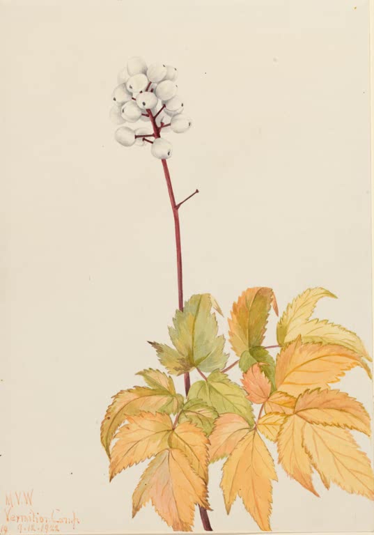 Mary Vaux Walcott Weißes Christophskraut Kunstkopie, Traube weißer Beeren an rotem Stiel über gelb