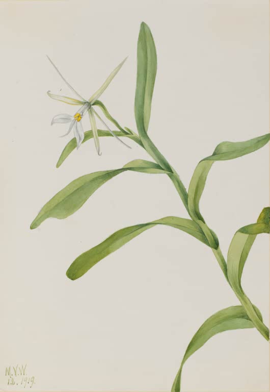 Mary Vaux Walcott Weißes Epidendrum Kunstkopie, eine zarte weiße Orchideenblüte mit schmalen Blütenblättern