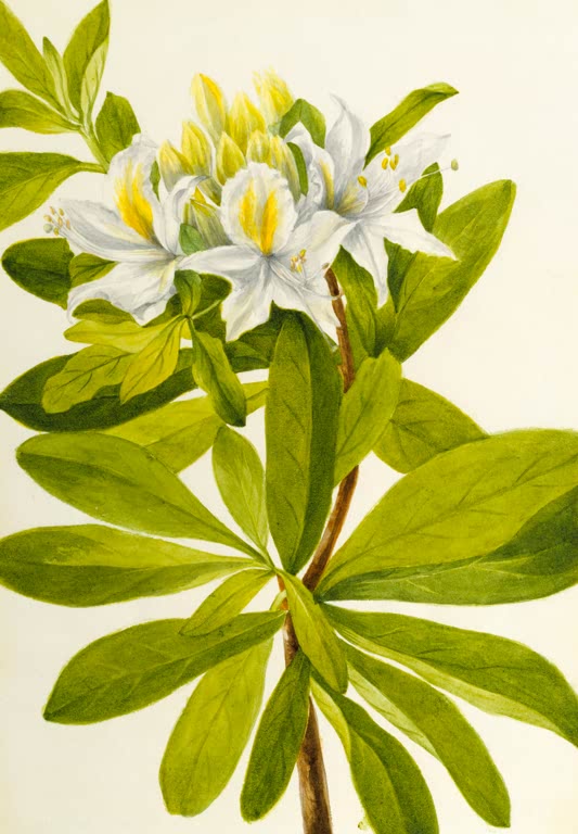 Mary Vaux Walcott Westliche Azalee Kunstkopie, weiße Azaleenblüten mit gelben Flecken über großen hellgrünen Blättern