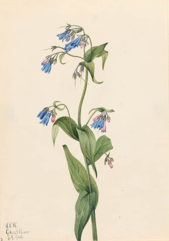 Mary Vaux Walcott Westliche Blauglöckchen Kunstkopie, hängende blaue Glöckchen mit rosa Knospen