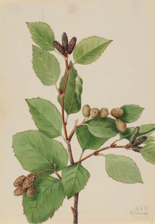 Mary Vaux Walcott Westliche Grünerle Kunstkopie, Zweig mit gesägten grünen Blättern, dunklen Kätzchen und braunen Zapfen