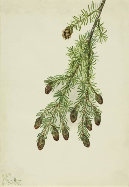 Mary Vaux Walcott Westliche Hemlocktanne Kunstkopie, Zweig mit flachen grünen Nadeln und braunen Zapfen