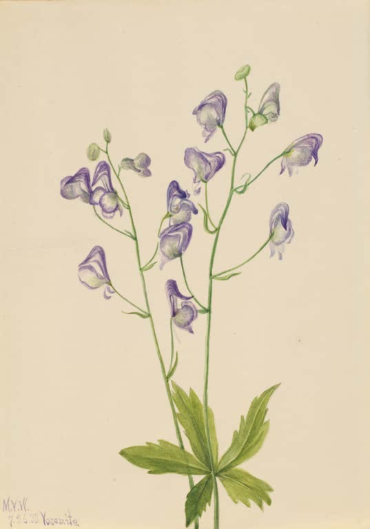 Mary Vaux Walcott Westlicher Eisenhut Kunstkopie, violette Helmblüten über eingeschnittenen Blättern