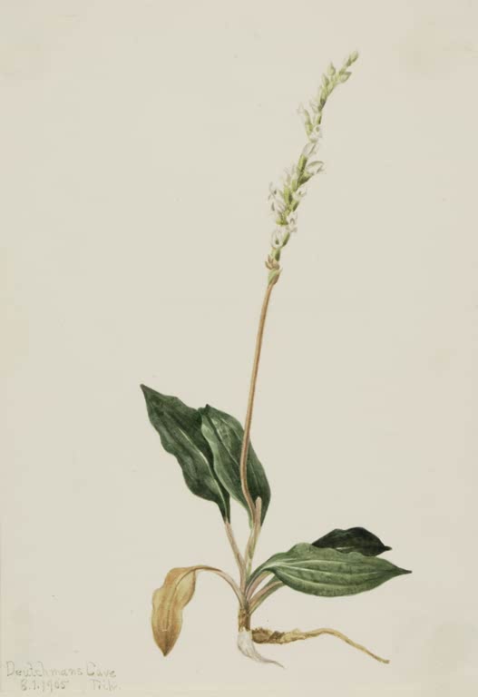 Mary Vaux Walcott Westliches Netzblatt Kunstkopie, schlanke Ähre mit winzigen weißen Blüten an dünnem Stängel