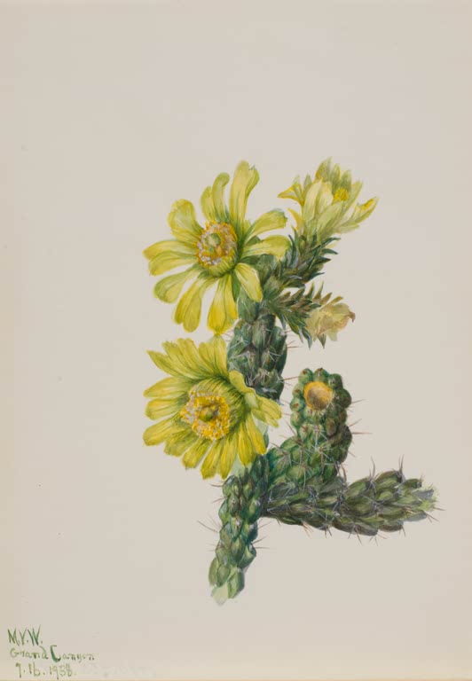 Mary Vaux Walcott Whipple-Cholla Kunstkopie, gelbe Kaktusblüten an grünen, bedornten Gliedern vor hellem Hintergrund