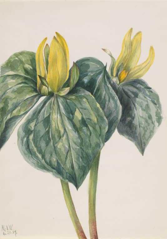 Mary Vaux Walcott Whippoorwill-Blume Kunstkopie, zwei gelbe Blüten über großen grün marmorierten Blättern