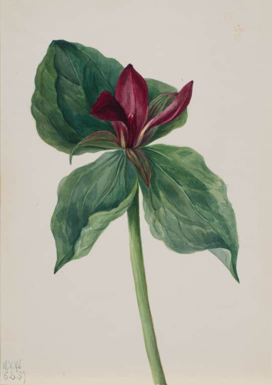 Mary Vaux Walcott Whippoorwill-Blume Kunstkopie, dunkelrote dreiblättrige Blüte über drei grünen Blättern