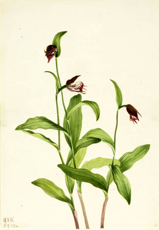 Mary Vaux Walcott Widderkopf-Frauenschuh Kunstkopie, dunkle Orchideenblüten zwischen grünen Blättern