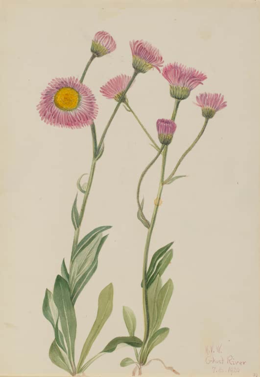 Mary Vaux Walcott Wiesen-Berufkraut Kunstkopie, rosarote Berufkrautblüten mit gelber Mitte und Knospen