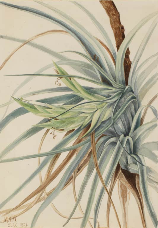 Mary Vaux Walcott Wildananas Kunstkopie, Rosette langer silbergrauer Blätter mit hellgrünem Blütenstand an einem Ast