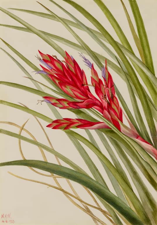 Mary Vaux Walcott Wildananas Kunstkopie, rot-grüner Blütenstand zwischen langen Blättern