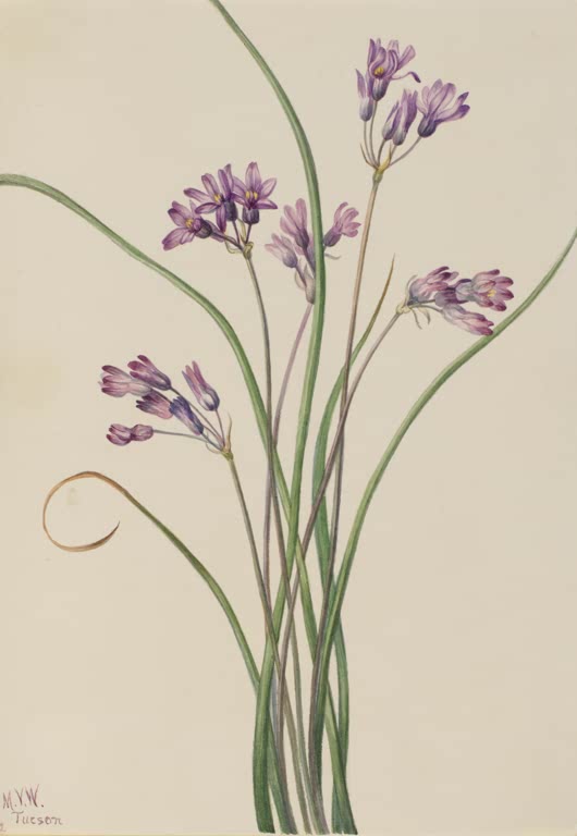 Mary Vaux Walcott Wilde Hyazinthe Kunstkopie, violette Doldenblüten an hohen Stielen