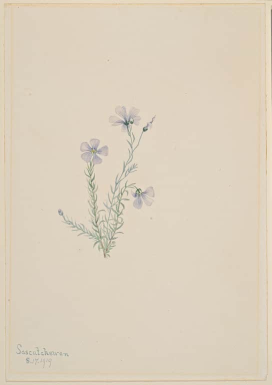 Mary Vaux Walcott Wilder Lein Kunstkopie, zartblaue Blüten an kleinem Trieb auf hellem Papier