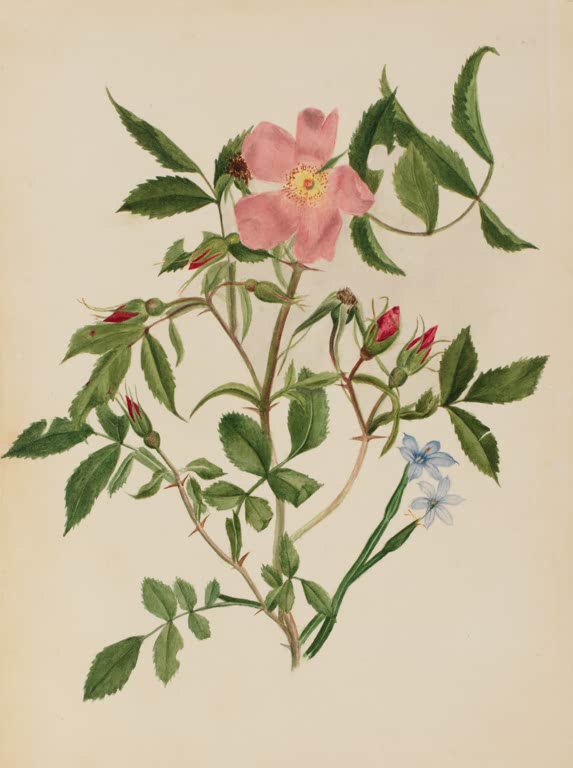 Mary Vaux Walcott Wildrose und Grasschwertel Kunstkopie, rosa Wildrose mit roten Knospen und zwei blauen Blüten