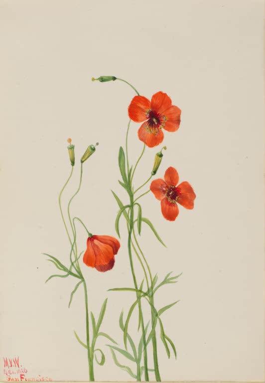 Mary Vaux Walcott Windmohn Kunstkopie, orangerote Mohnblüten an dünnen Stielen mit grünen Knospen