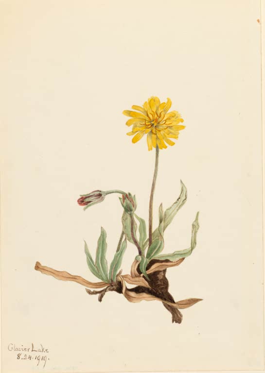 Mary Vaux Walcott Wollige Agoseris Kunstkopie, gelbe Blüte auf dünnem Stiel mit Knospe, graugrünen Blättern