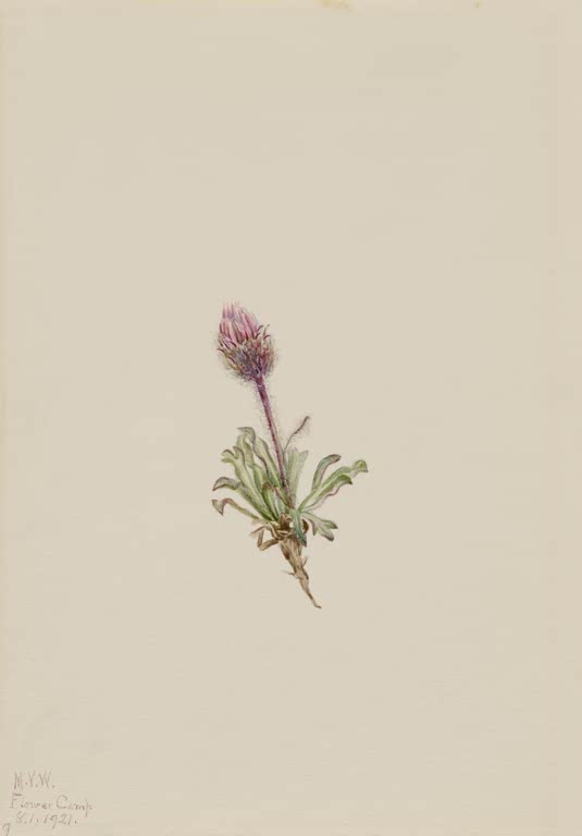 Mary Vaux Walcott Wolliges Berufkraut Kunstkopie, kleine Pflanze mit purpurrosa Blütenknospe und graugrünen Blättern