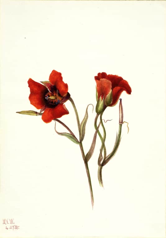 Mary Vaux Walcott Wüsten-Mariposa-Lilie Kunstkopie, zwei tiefrote Mariposa-Lilien-Blüten an dünnen grünen Stielen