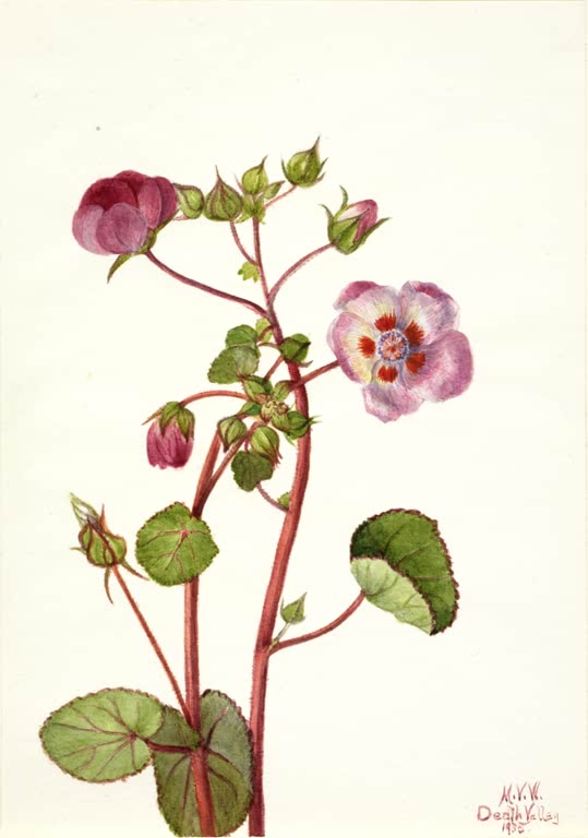 Mary Vaux Walcott Wüstenmalve Kunstkopie, rosa Blüte mit roten Flecken an rötlichen Stängeln zwischen runden grünen Blättern