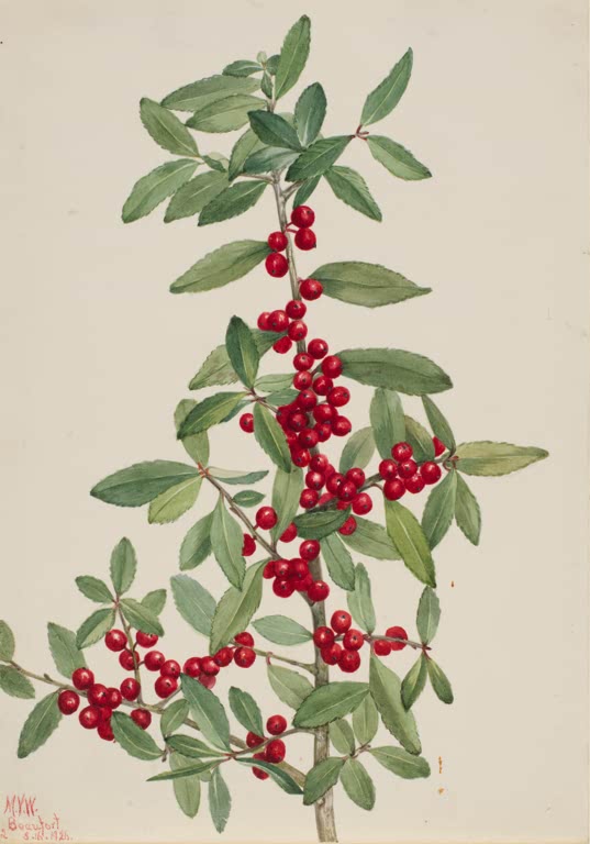 Mary Vaux Walcott Yaupon-Stechpalme Kunstkopie, Zweig mit dunkelgrünen Blättern und leuchtend roten Beeren