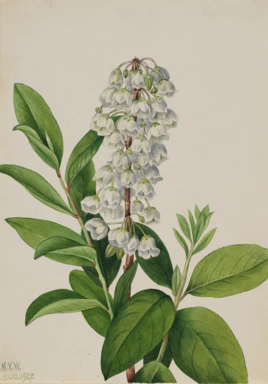 Mary Vaux Walcott Zenobie Kunstkopie, Traube weißer Glöckchenblüten an einem Zweig mit großen, glänzenden grünen Blättern