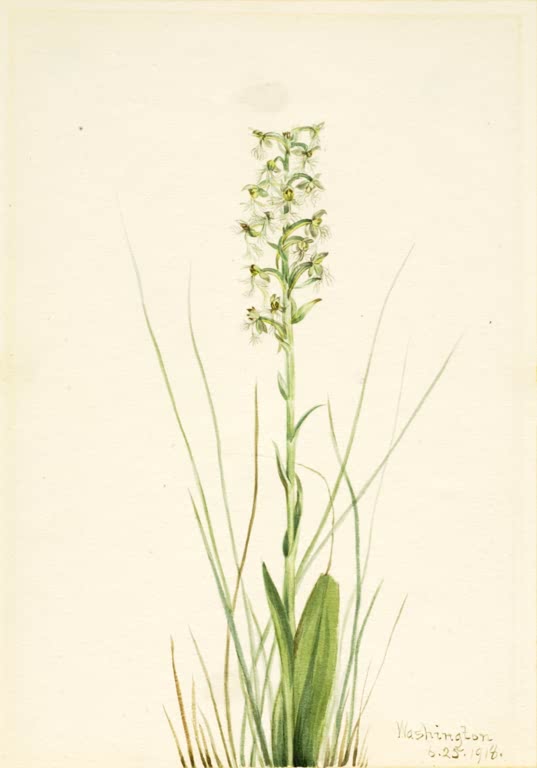 Mary Vaux Walcott Zerfranste Waldhyazinthe Kunstkopie, hoher Stängel mit grünlich-weißer Blütenähre und Gräsern