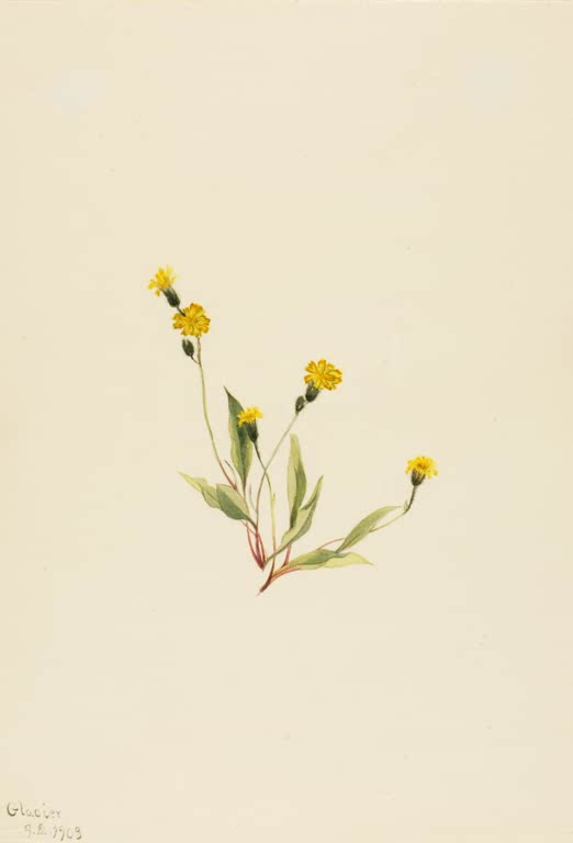 Mary Vaux Walcott Zierliches Habichtskraut Kunstkopie, Pflanze mit gelben Blüten und schmalen Blättern