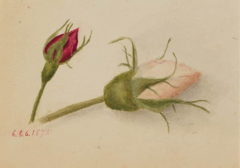 Mary Vaux Walcott Zwei Rosenknospen Kunstkopie, eine rote und eine blassrosa Rosenknospe mit grünen Kelchblättern