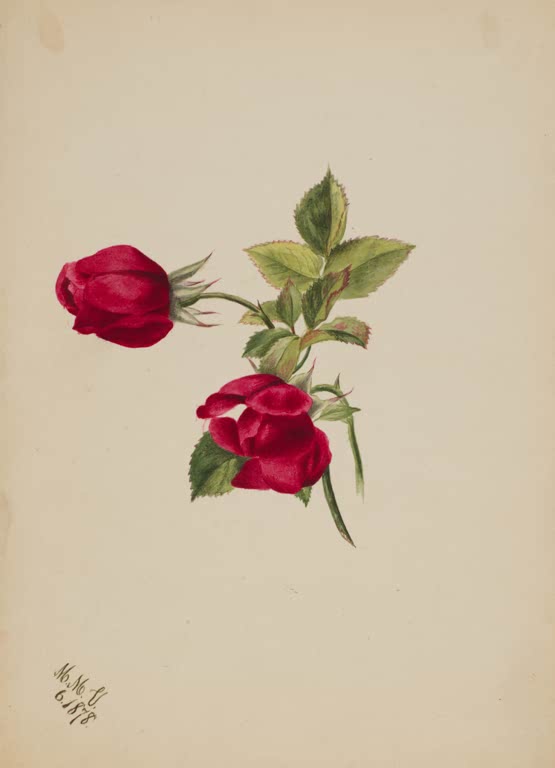 Mary Vaux Walcott Zwei rote Rosen Kunstkopie, zwei tiefrote Rosen an einem Zweig mit hellgrünen Blättern