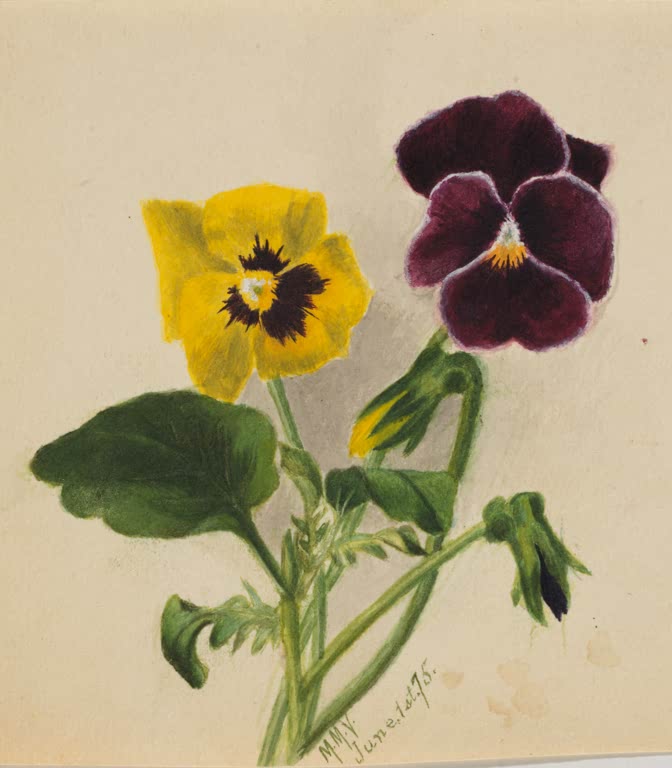 Mary Vaux Walcott Zwei Stiefmütterchen Kunstkopie, goldgelbes und weinrotes Stiefmütterchen mit grünen Blättern