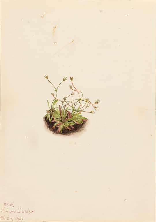 Mary Vaux Walcott Zwerg-Mannsschild Kunstkopie, winziges grünes Polster mit weißen Miniblüten auf braunem Erdfleck