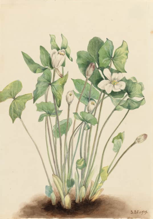 Mary Vaux Walcott Zwillingsblatt Kunstkopie, weiße Blüten und zweigeteilte grüne Blätter auf dunklem Erdboden