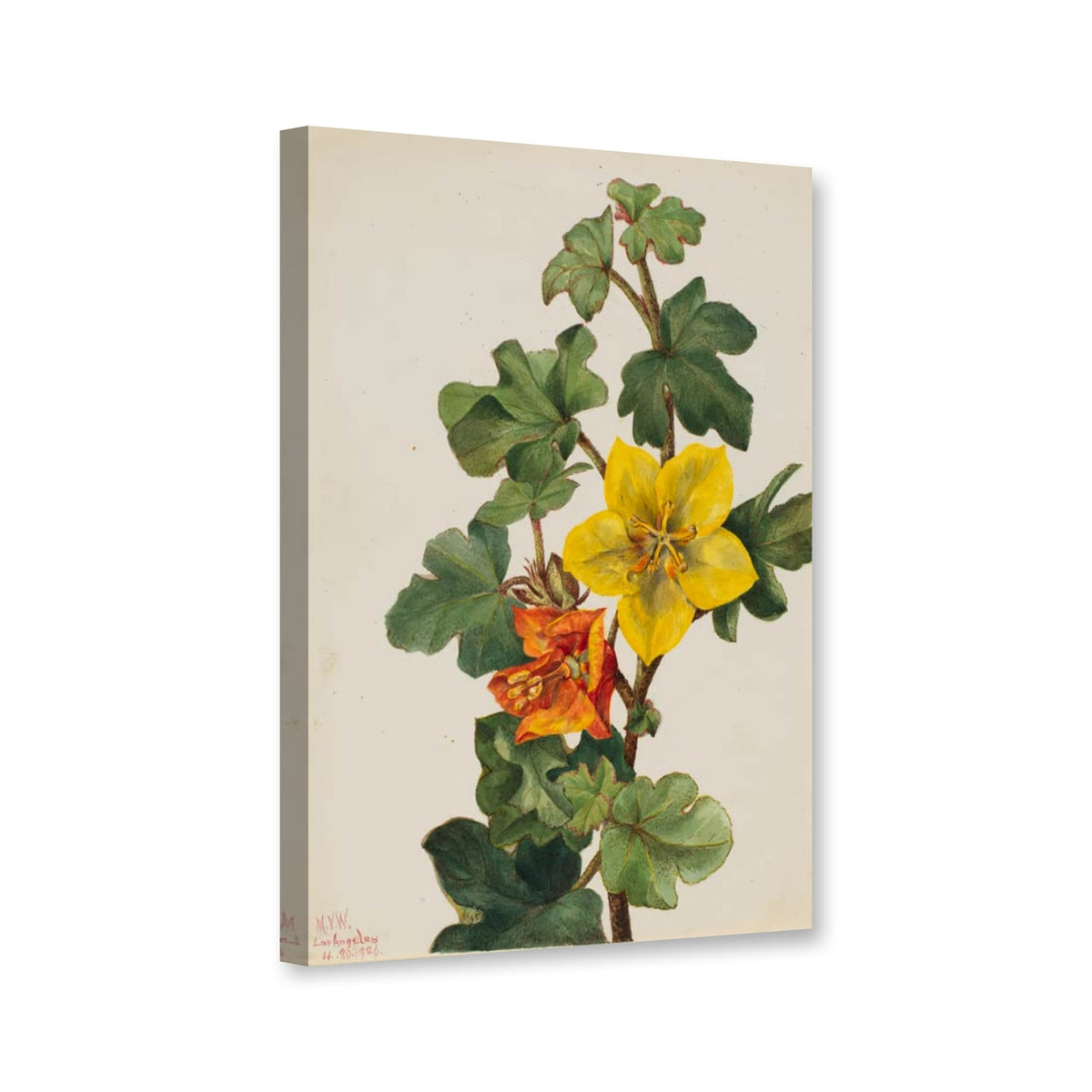 Mexikanischer Flanellstrauch (Fremontodendron mexicanum) von Mary Vaux Walcott als Leinwand – Perspektivansicht