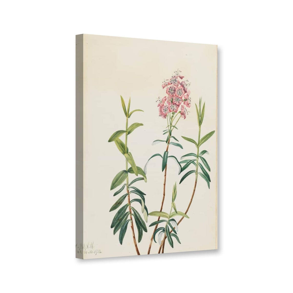 Moor-Lorbeerrose (Kalmia polifolia) von Mary Vaux Walcott als Leinwand – Perspektivansicht