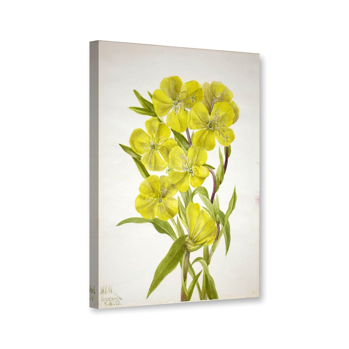 Nachtkerze (Oenothera) von Mary Vaux Walcott als Leinwand – Perspektivansicht
