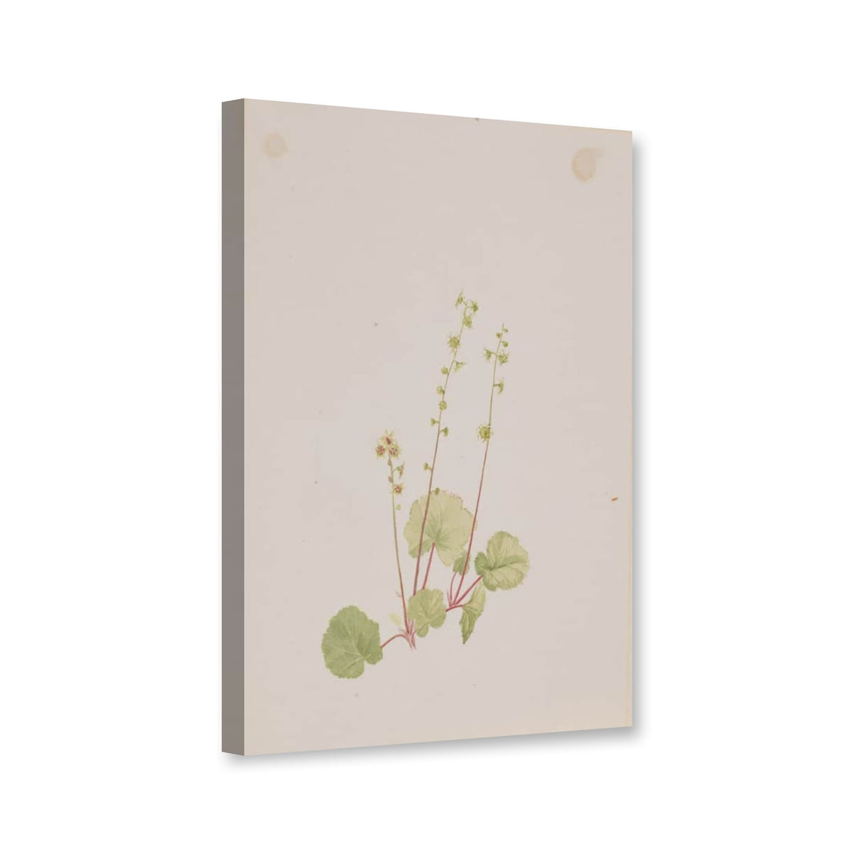 Nackte Bischofsmütze (Mitella nuda) von Mary Vaux Walcott als Leinwand – Perspektivansicht