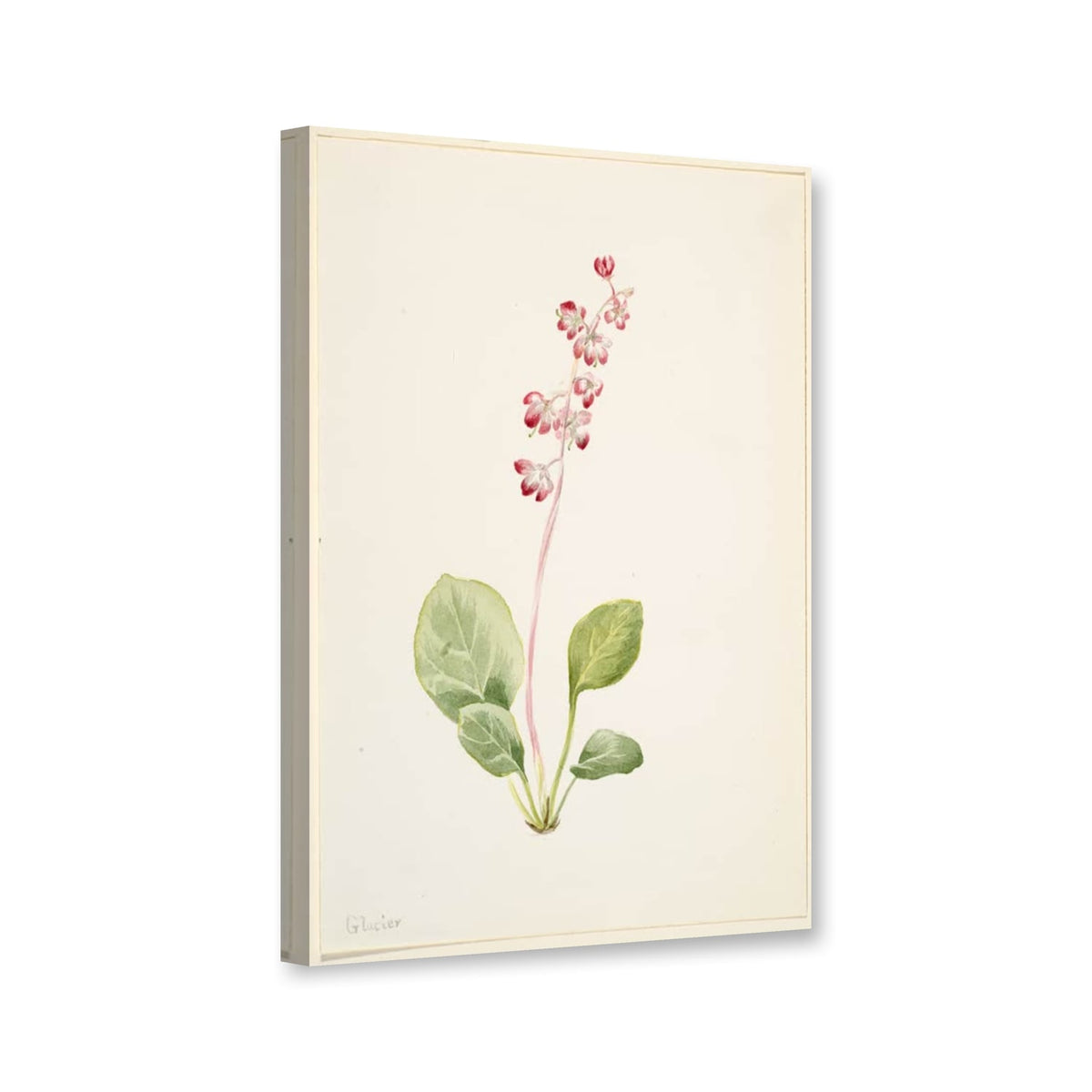 Nierenblättriges Wintergrün (Pyrola asarifolia) von Mary Vaux Walcott als Leinwand – Perspektivansicht
