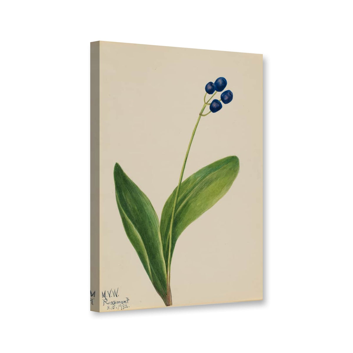 Nordische Clintonie, Fruchtstand (Clintonia borealis) von Mary Vaux Walcott als Leinwand – Perspektivansicht