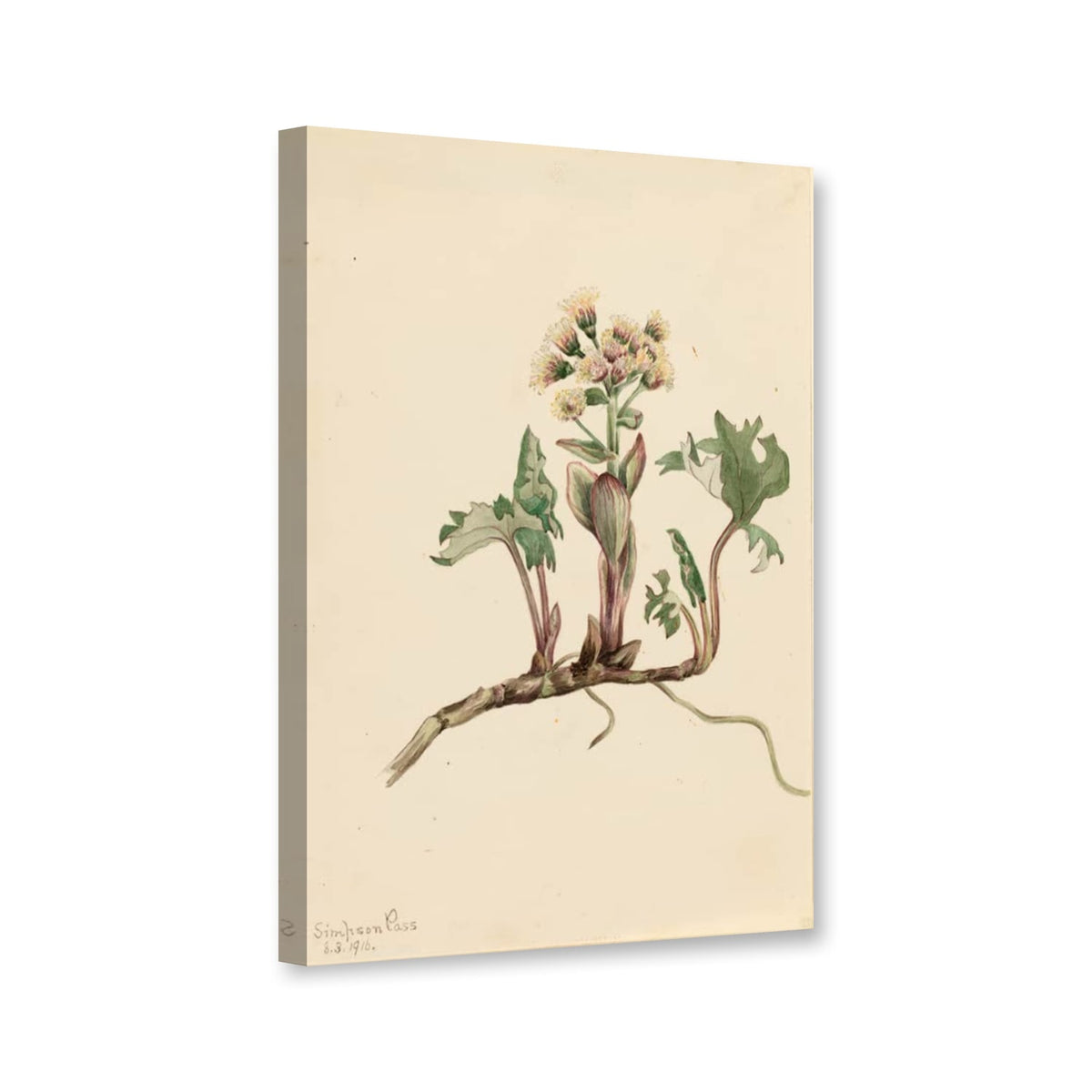 Nördliche Pestwurz (Petasites hyperboreus) von Mary Vaux Walcott als Leinwand – Perspektivansicht
